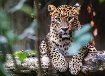 sri-lanka-leopard-asian